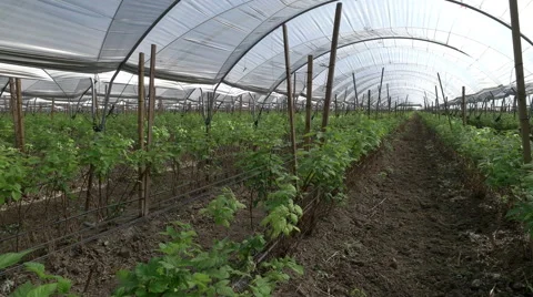 Raspberry Farm Greenhouse Pan 库存影片 48945719