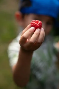 Raspberry farm Stock-Fotos