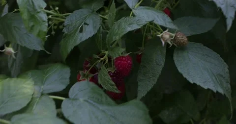 Raspberry field. Stock Footage 161112445