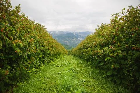 Raspberry Fields in Serbia 스톡 사진