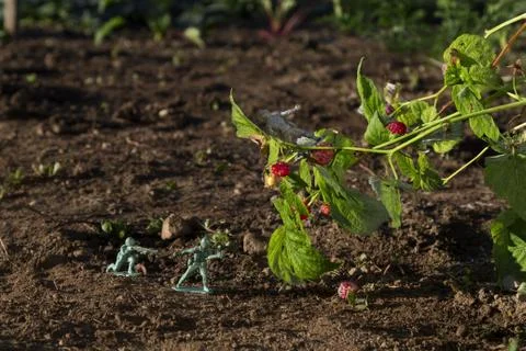 Raspberry fight Stock-Fotos