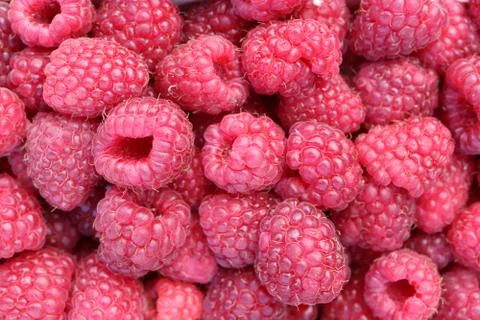 Raspberry filling texture. Many fresh berry background. Stock Photos