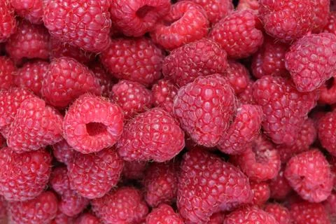 Raspberry filling texture. Many fresh berry background. Stock Photos