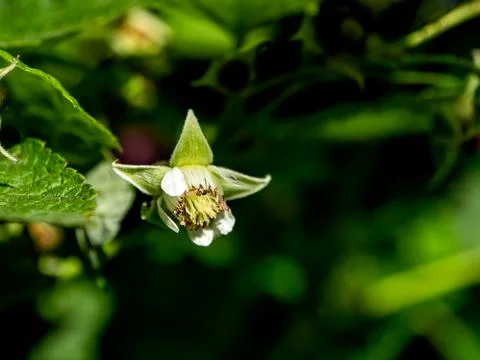 Raspberry flower on blurred natural background, close-up Stock Photos