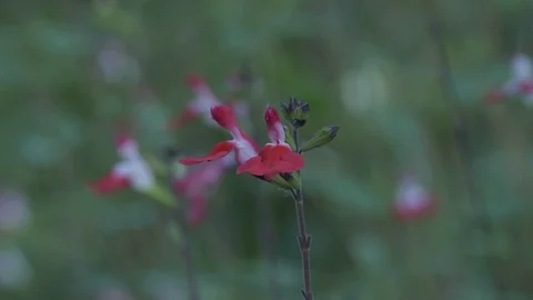Raspberry flower - close-up. Stock Footage 96194649