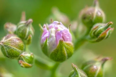 Raspberry Flower Emerging Bud Stock Photos