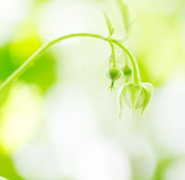 Raspberry flower Stock Photos