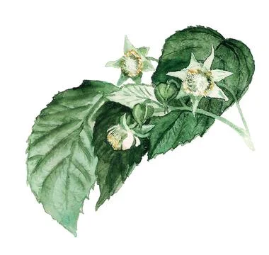 Raspberry flower watercolour Stock Illustration