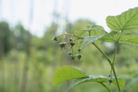 Raspberry flowers buds, spring garden.... raspberry flowers buds, spring gard Foto stock