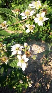 Raspberry flowers on the tip of stem, Raspberry blossom in spring. Stock Photos