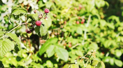 Raspberry with focus change Stock Footage 52518440