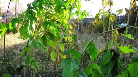 Raspberry foliage dolly shot time lapse in late autumn fall 库存影片 11014032