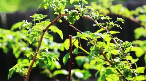Raspberry foliage shot in spring with shallow depth of field 库存影片 11192265