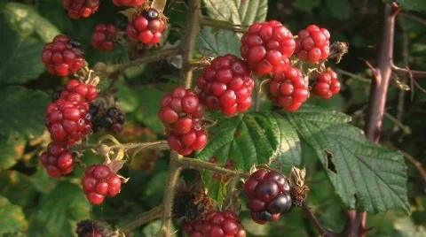 Raspberry Stock Footage 520531