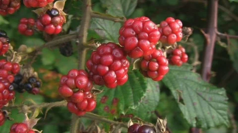 Raspberry Stock Footage 520538