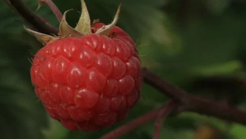 Raspberry Stock Footage 7134271