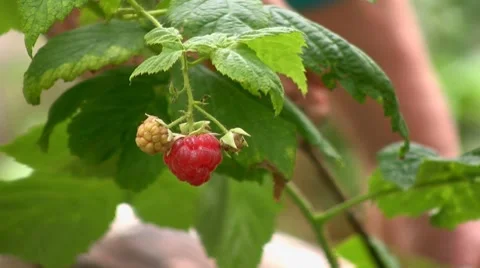 Raspberry Video stock 7751740