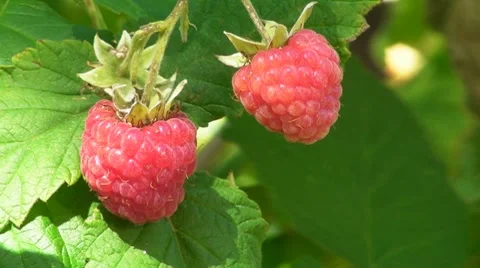 Raspberry Stock Footage 7775369