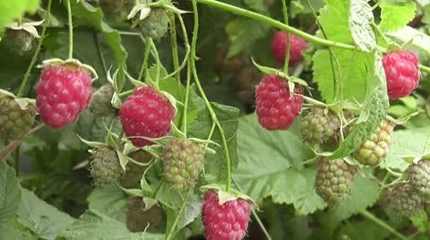 Raspberry Stock Footage 10573145