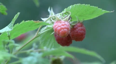 Raspberry 스톡 동영상 11234839