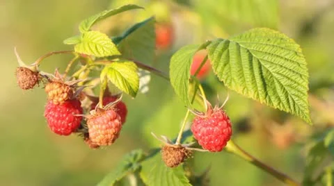 Raspberry Video stock 11286034