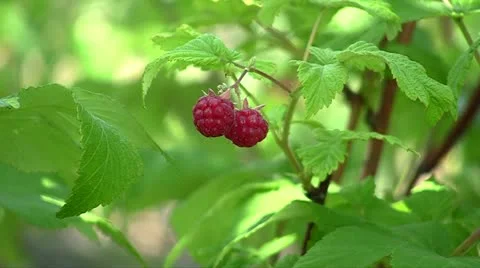 Raspberry Video stock 11288167