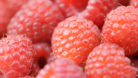 Raspberry 스톡 동영상 90709468