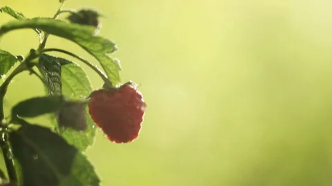 Raspberry Stock Footage 116982311