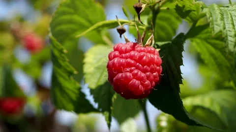 Raspberry Stock Footage 157393302