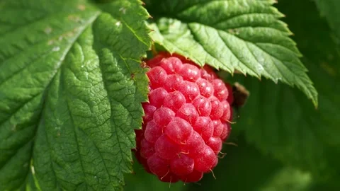 Raspberry Stock Footage 157393354