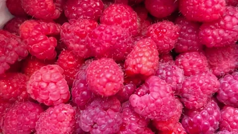 Raspberry Stock Footage 202609527