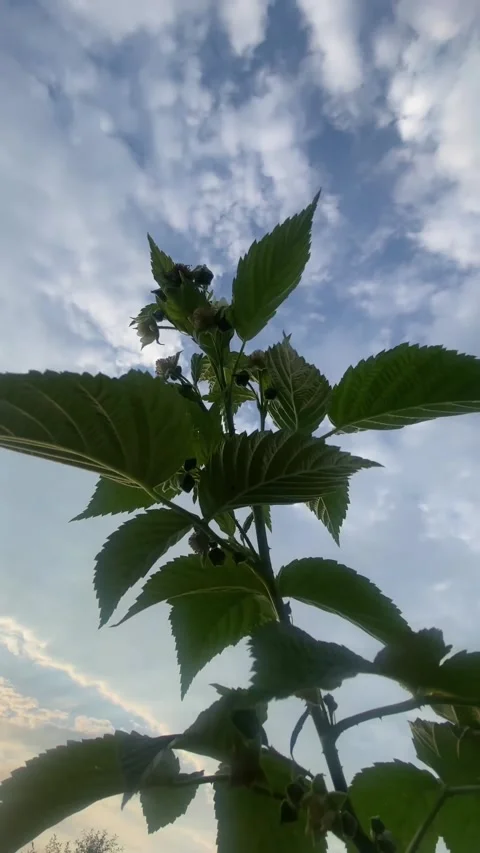 Raspberry Video stock 281306132