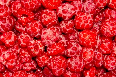 Raspberry forest berry.Raspberry background top view. Stock Photos