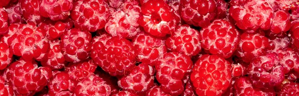 Raspberry forest berry.Raspberry background top view. Stock Photos