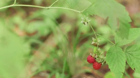 Raspberry in the forest. Stock Footage 68376254