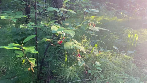 Raspberry forest Stock Footage 167417878