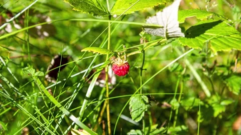 Raspberry in the forest. Natural raspberry, harvesting,animation Stock Footage 305262788