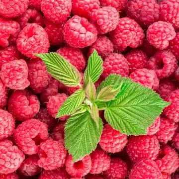 Raspberry. Fresh organic berries. Background from fresh raspberrys Stock Photos