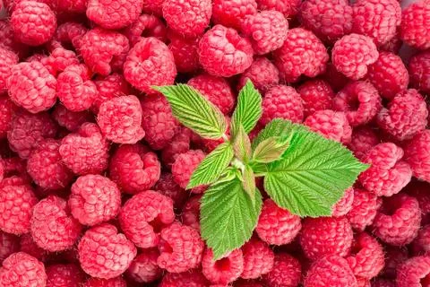 Raspberry. Fresh organic berries. Background from fresh raspberrys Foto stock