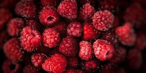 Raspberry fruit background. depth of field, soft focus Stock Photos