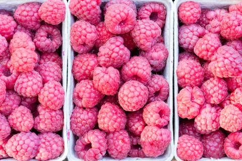 Raspberry fruit background Stock Photos