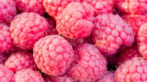 Raspberry fruit background Stock Photos
