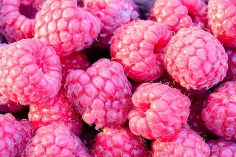 Raspberry fruit background Stock Photos