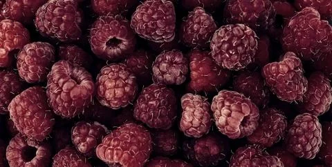 Raspberry fruit background Stock Photos