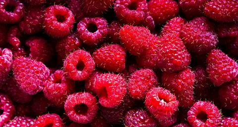 Raspberry fruit background. Stock Photos