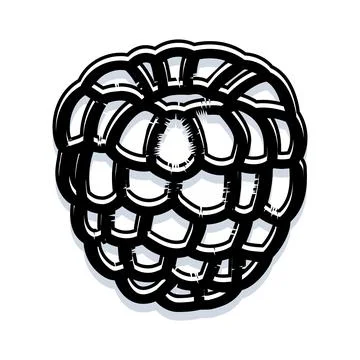 Raspberry fruit berry line art illustration 스톡 일러스트
