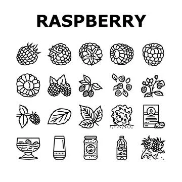 Raspberry fruit berry red food icons set vector Stock Illustration