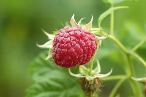 Raspberry fruit close up Stock Photos