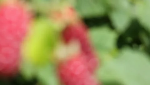 Raspberry fruit Stock Footage 11335326
