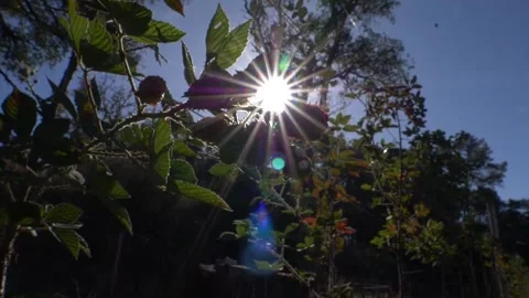 Raspberry Fruit Video stock 202655832